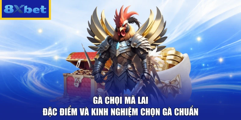 Gà Chọi Mã Lai - Đặc Điểm Và Kinh Nghiệm Chọn Gà Chuẩn